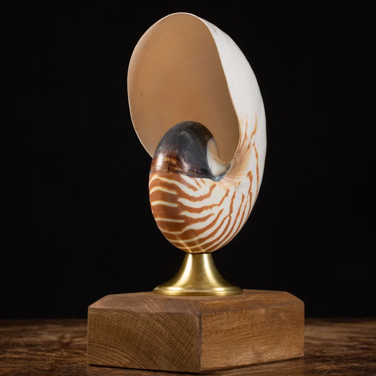 Nautilus Pompilius su Piedistallo