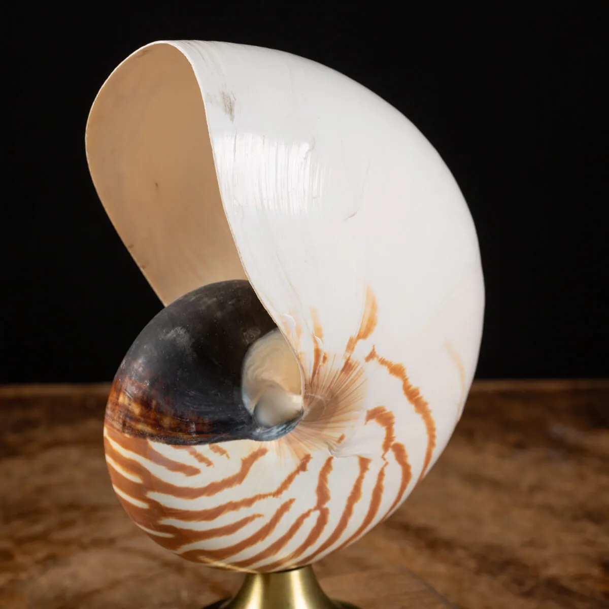 Nautilus Pompilius su Piedistallo