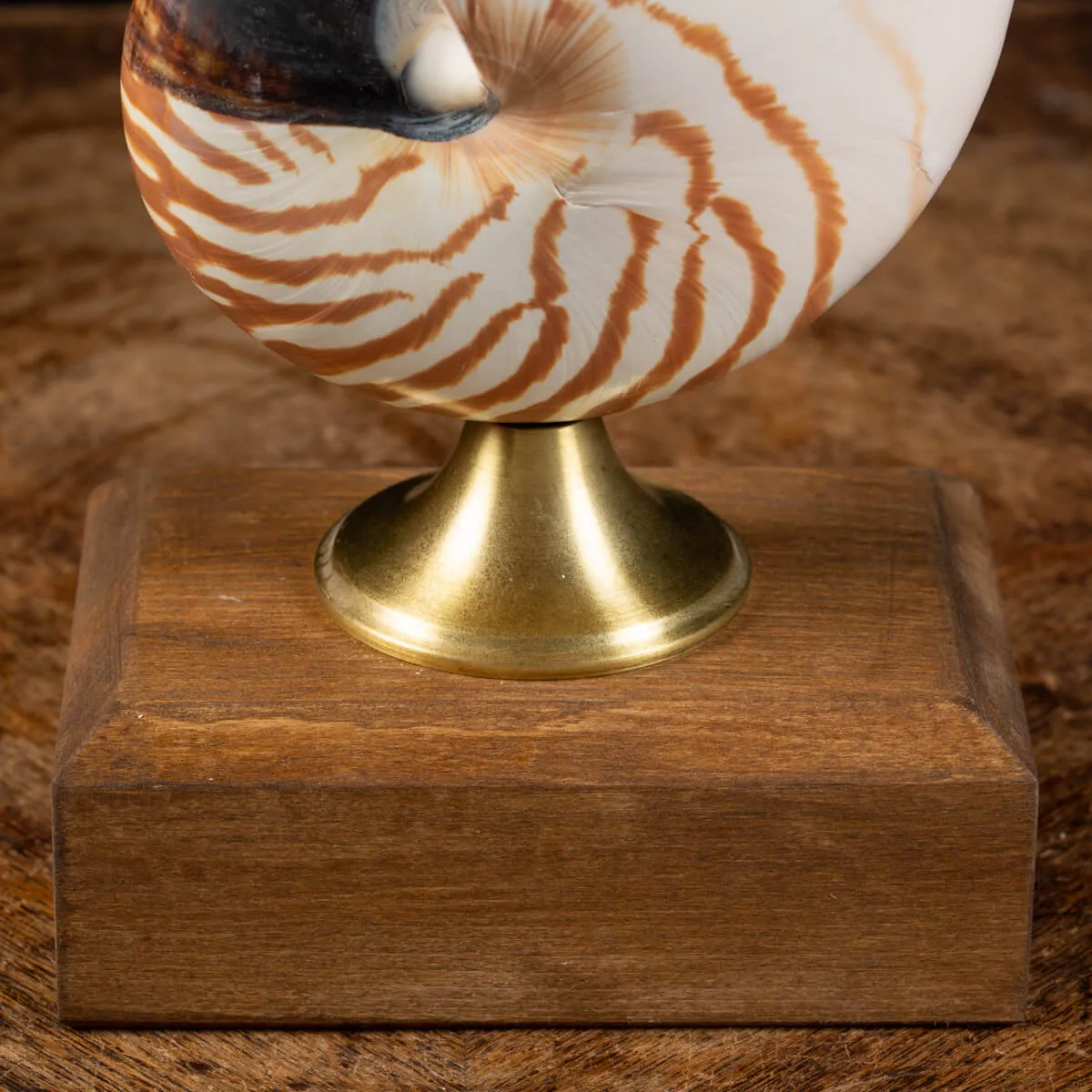 Nautilus Pompilius su Piedistallo