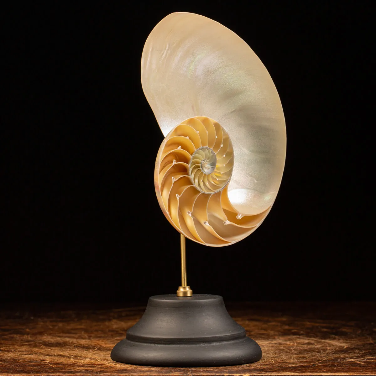 Nautilus Pompilius su Piedistallo