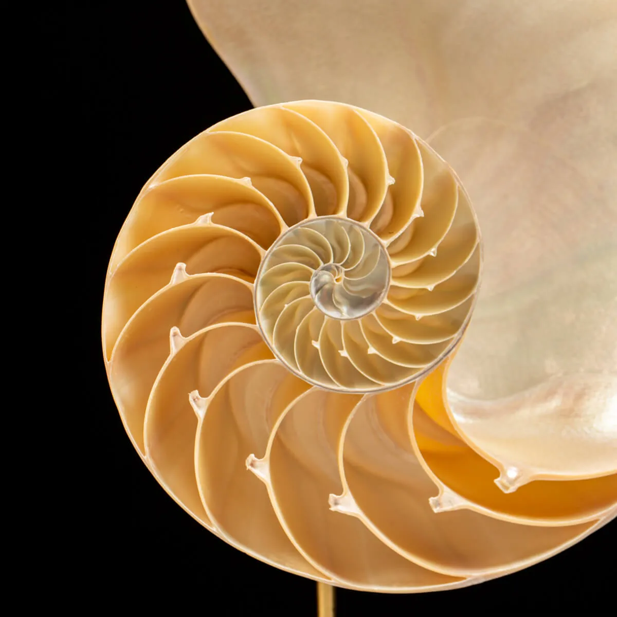 Nautilus Pompilius su Piedistallo