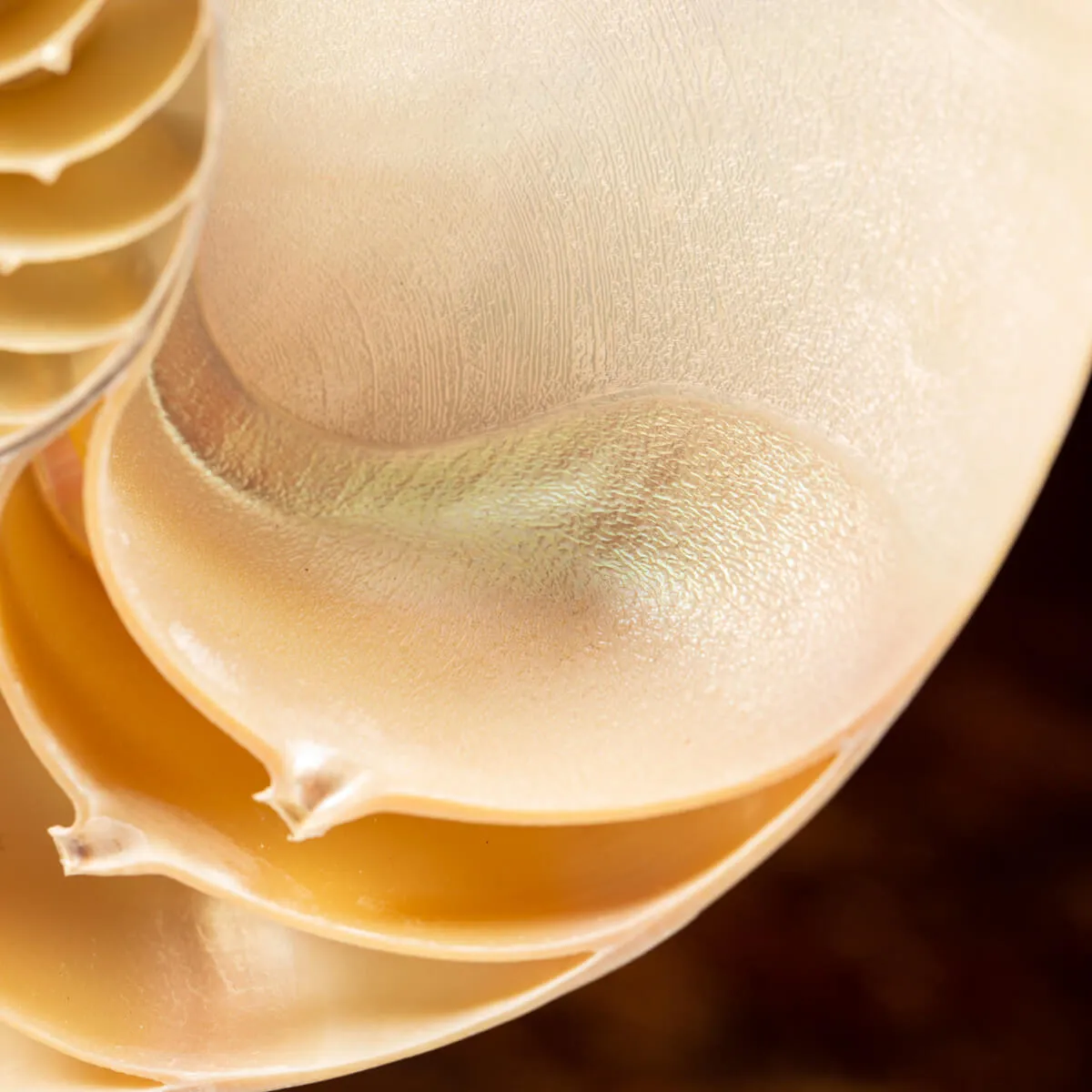Nautilus Pompilius su Piedistallo