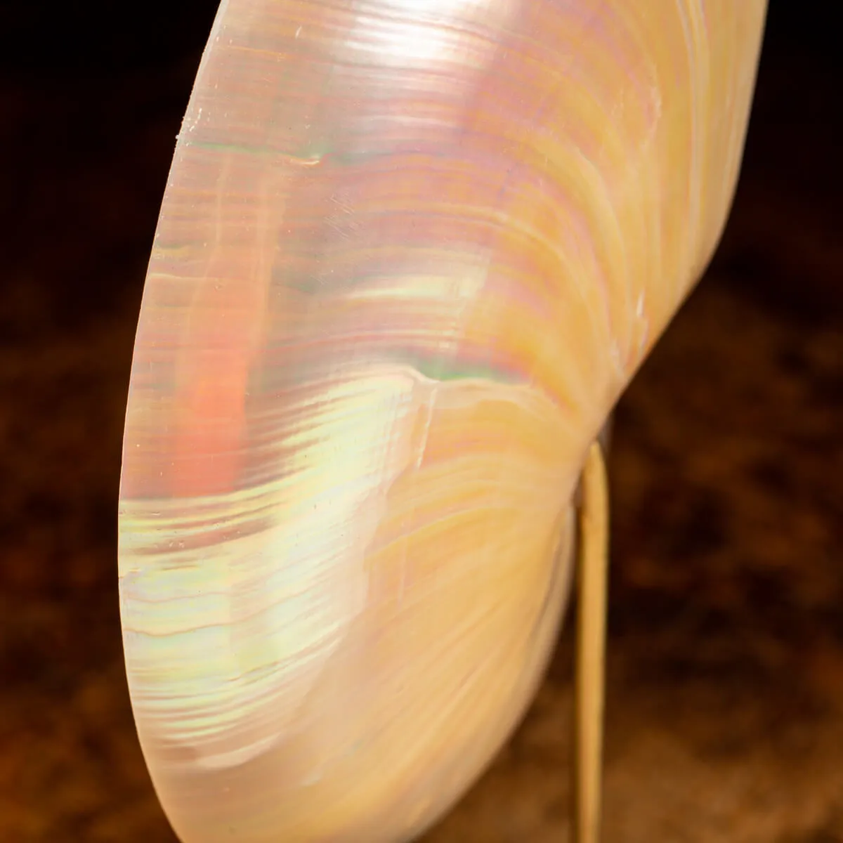 Nautilus Pompilius su Piedistallo