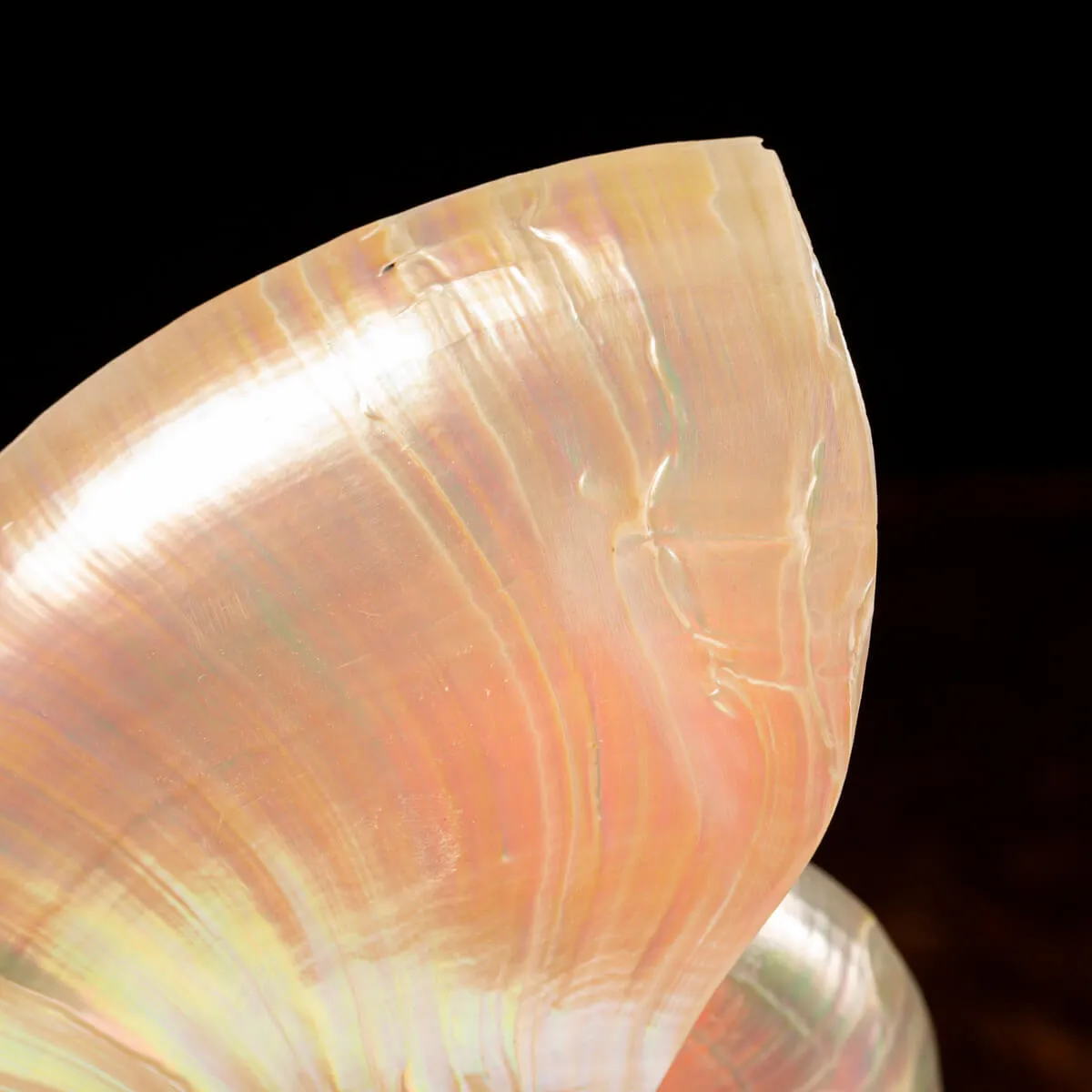 Nautilus Pompilius su Piedistallo