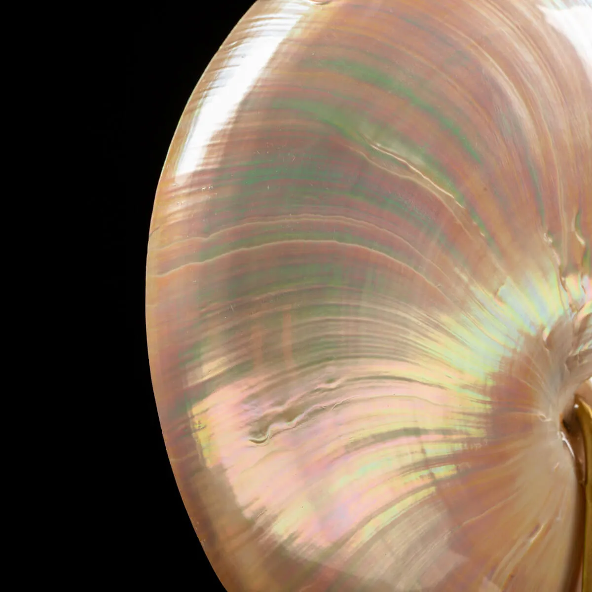 Nautilus Pompilius su Piedistallo