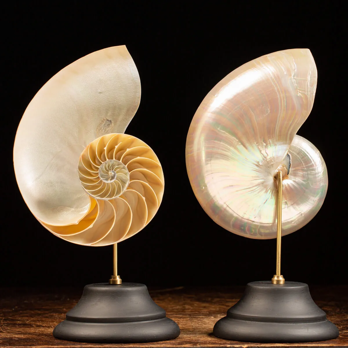 Nautilus Pompilius su Piedistallo