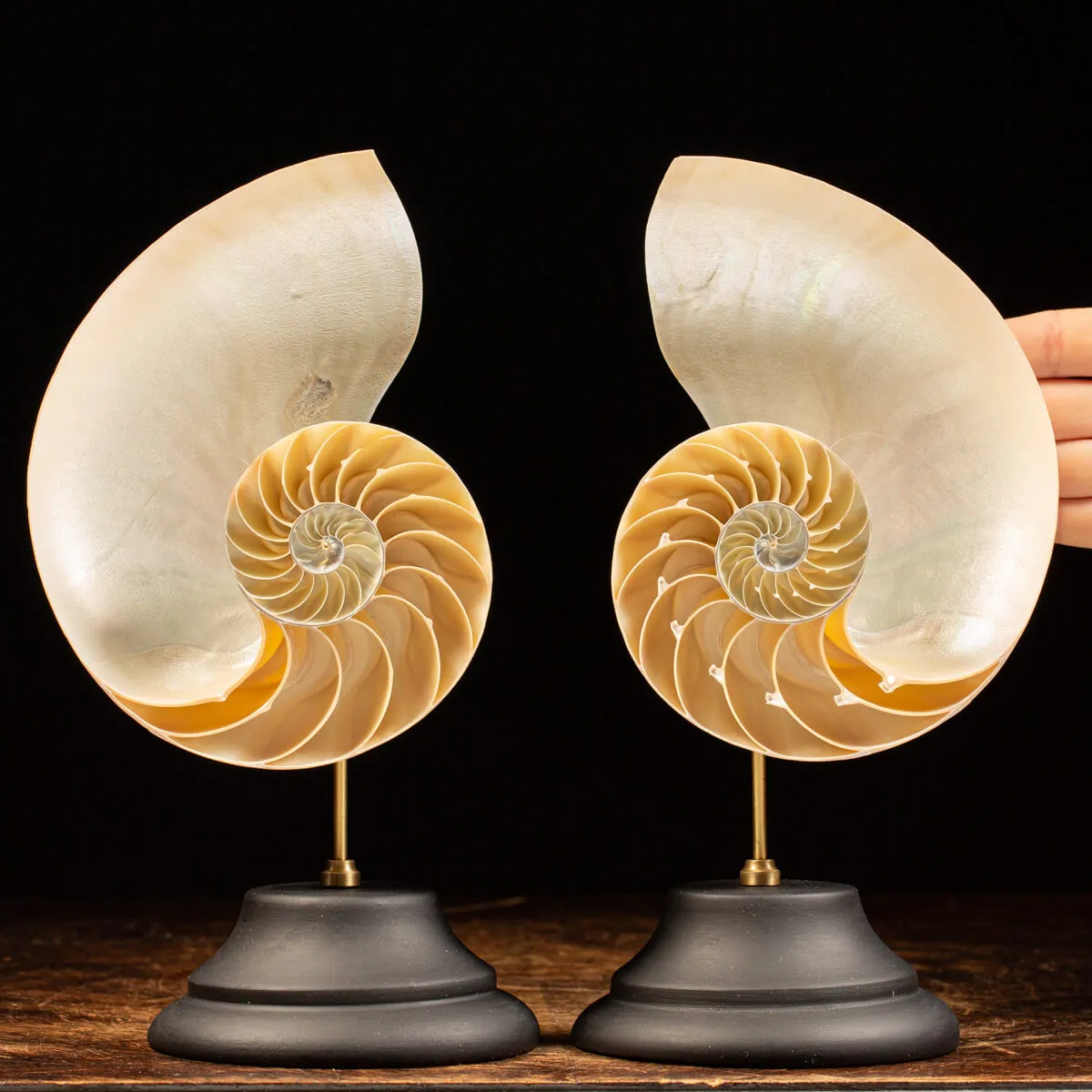 Nautilus Pompilius su Piedistallo
