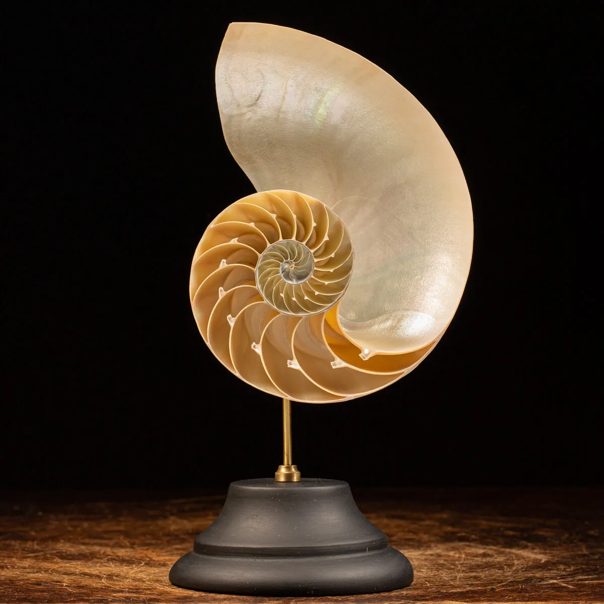 Nautilus Pompilius su Piedistallo