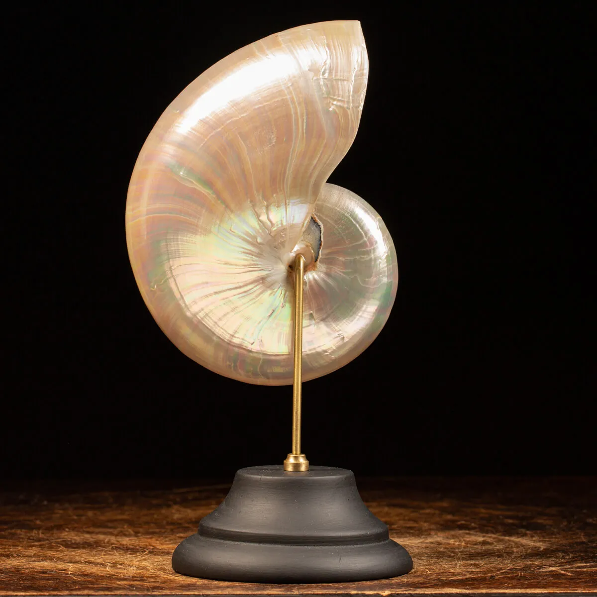 Nautilus Pompilius su Piedistallo