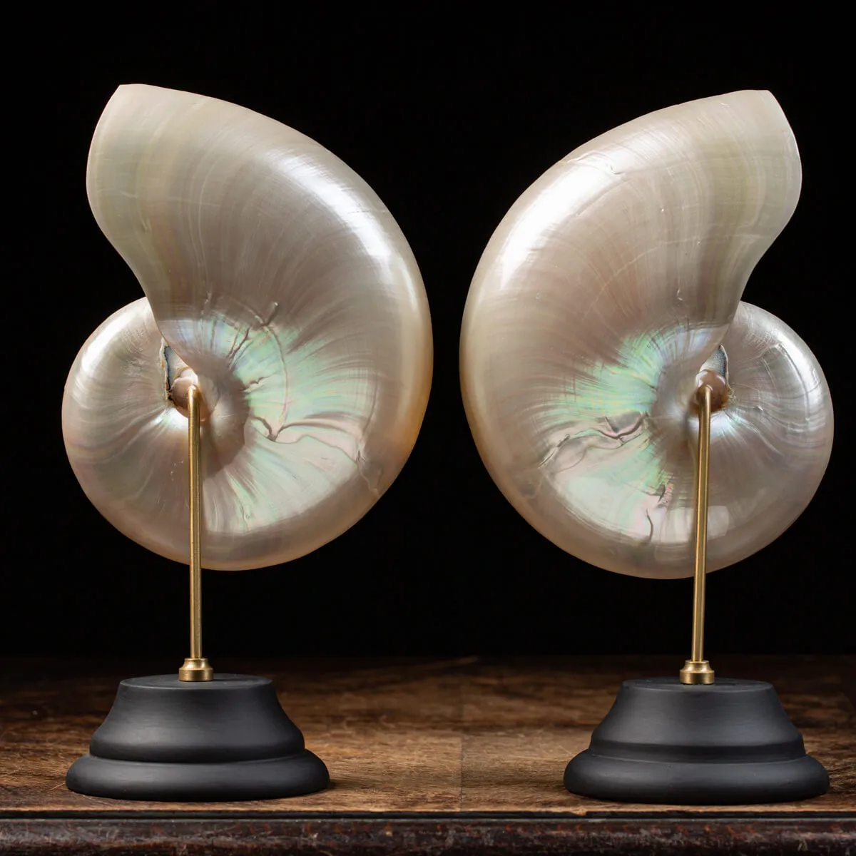 Nautilus Pompilius Madreperla su Piedistallo