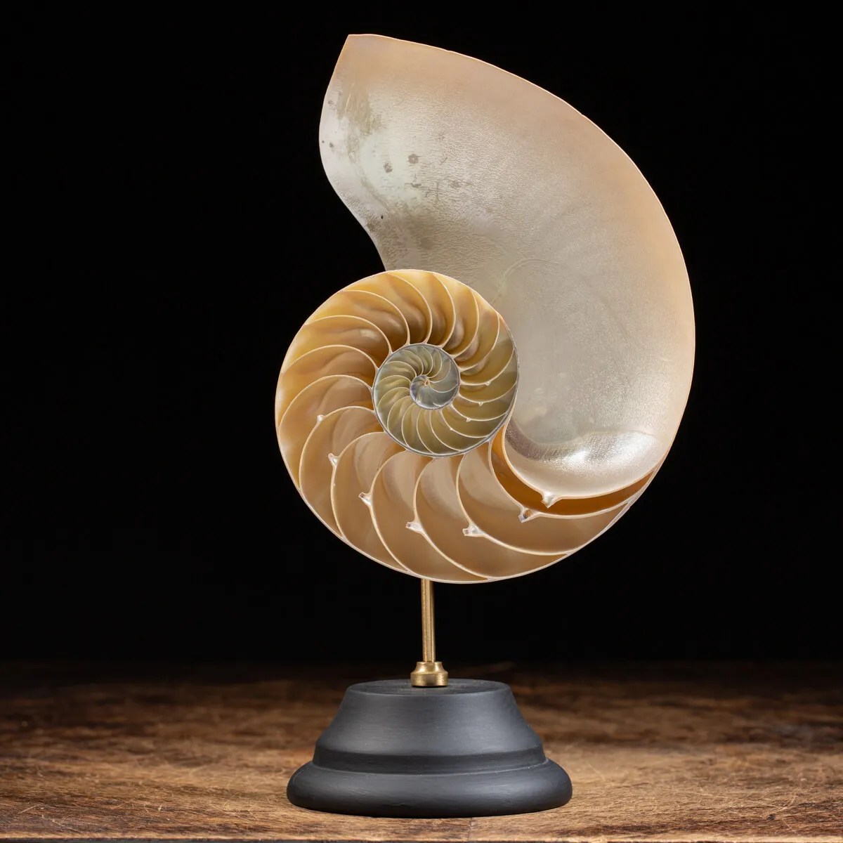 Nautilus Pompilius Madreperla su Piedistallo