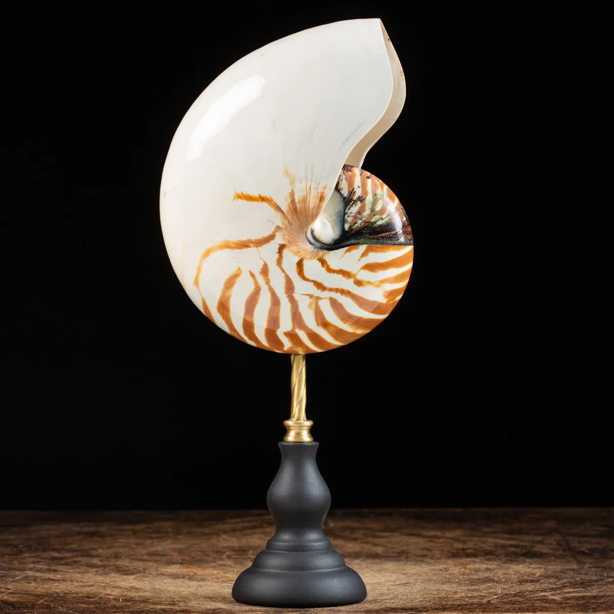 Nautilus Pompilius su Piedistallo