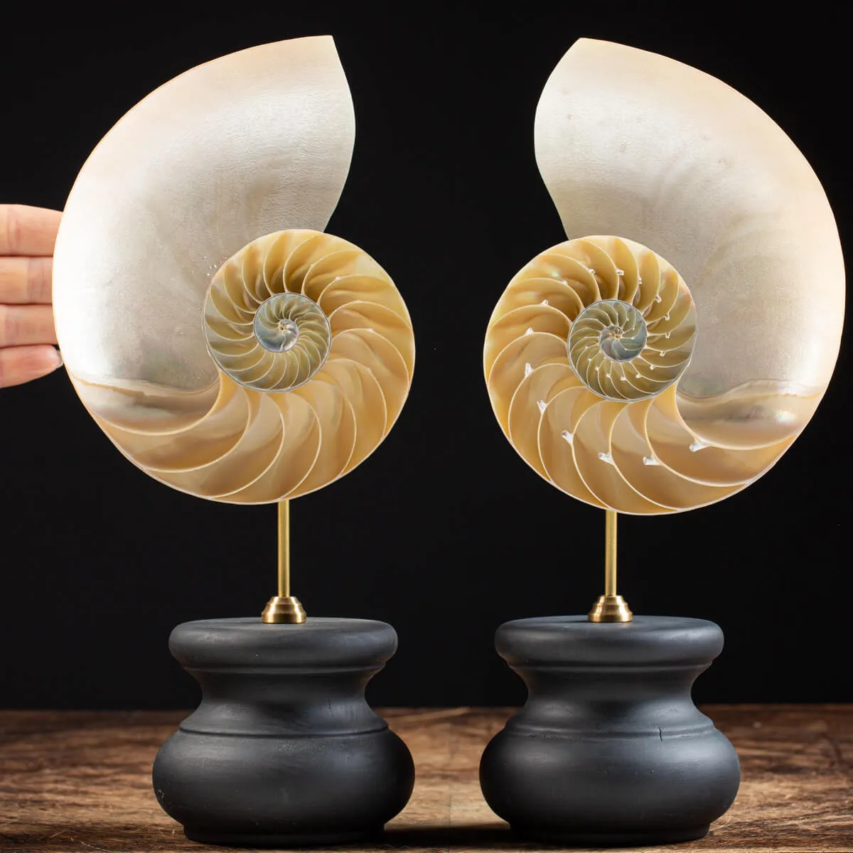 Nautilus Pompilius su Piedistallo