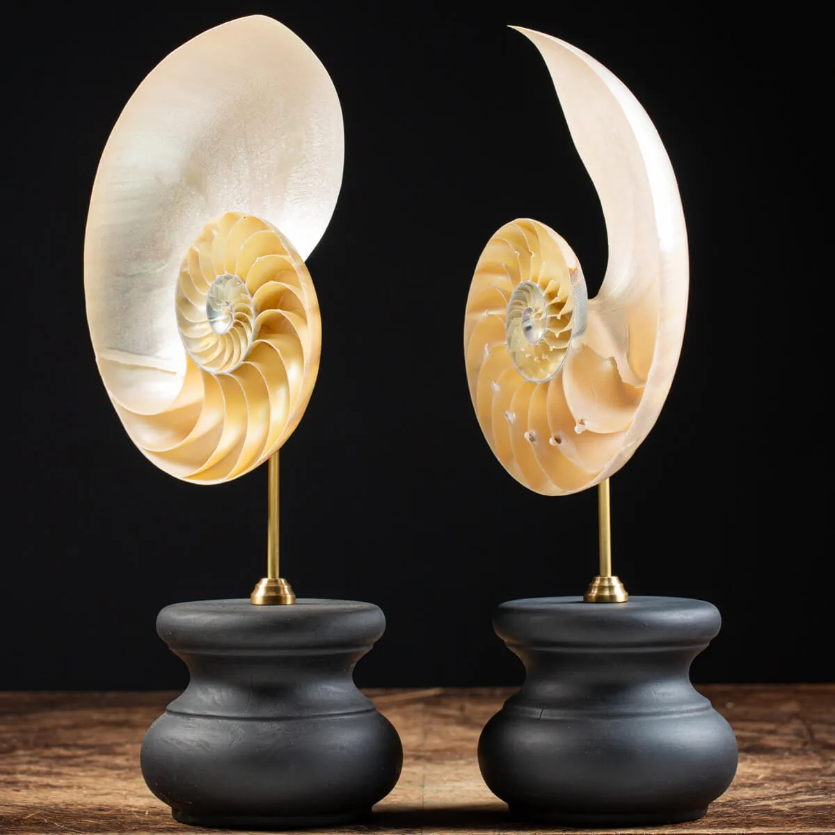 Nautilus Pompilius su Piedistallo