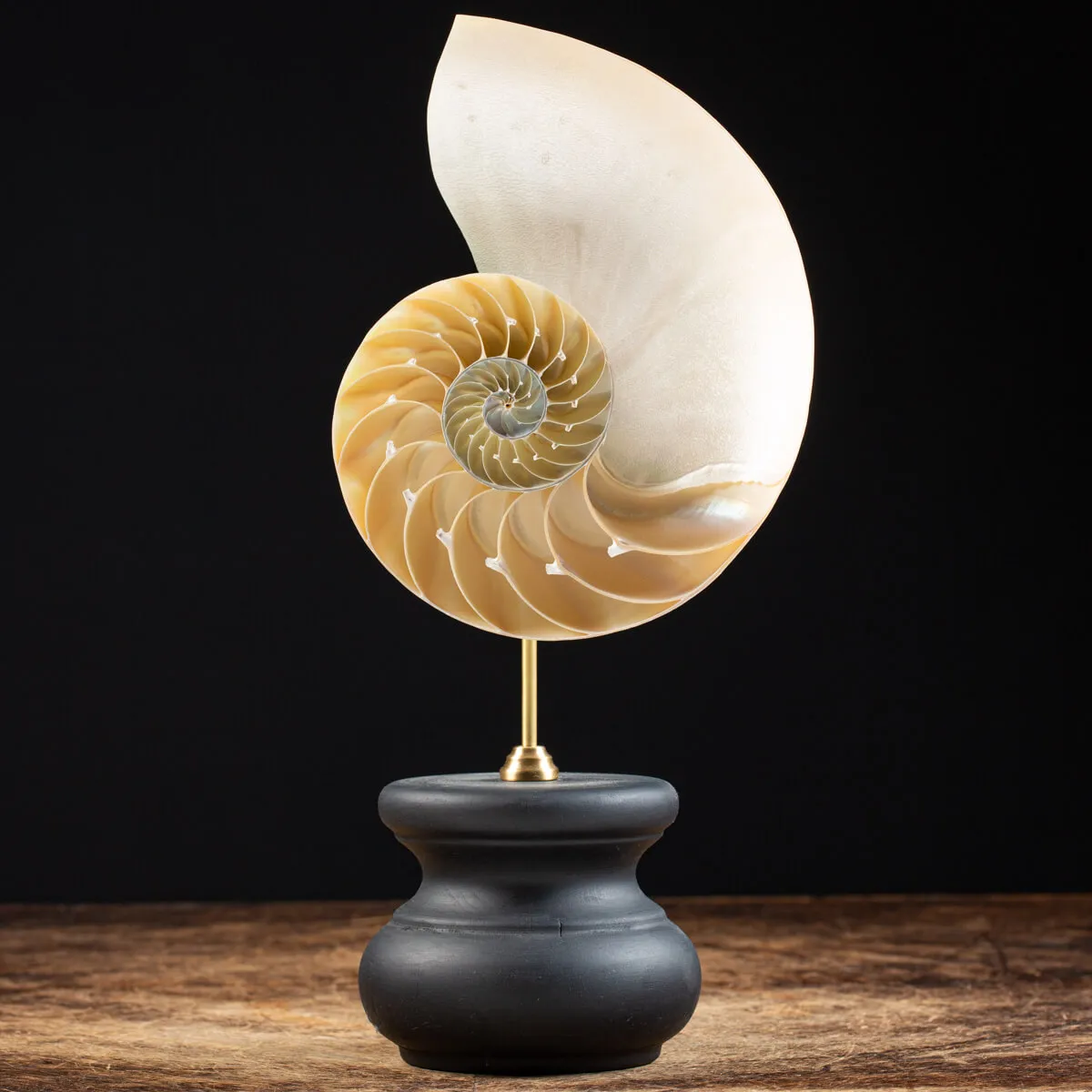 Nautilus Pompilius su Piedistallo