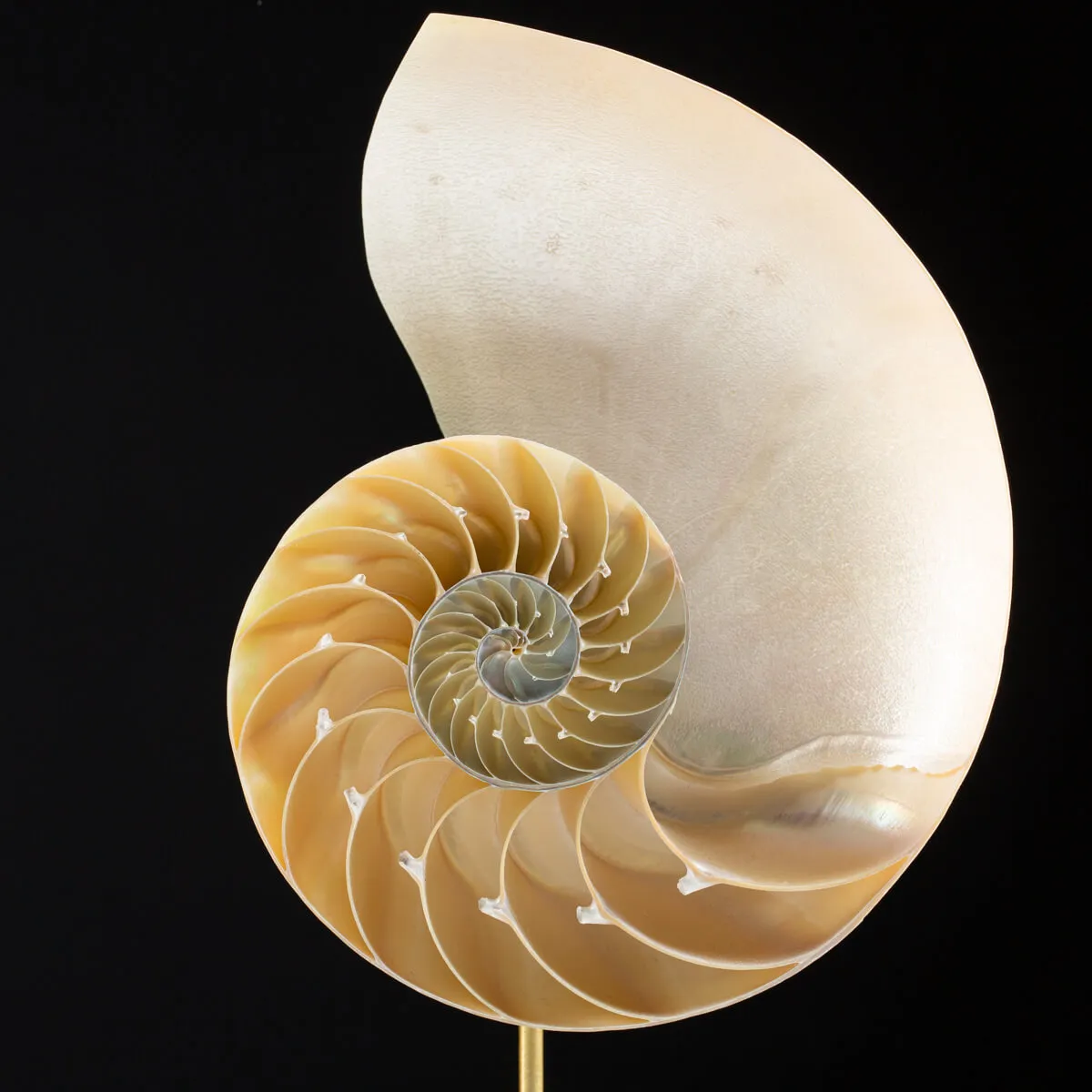 Nautilus Pompilius su Piedistallo