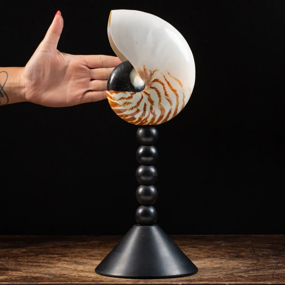 Nautilus Pompilius su Piedistallo