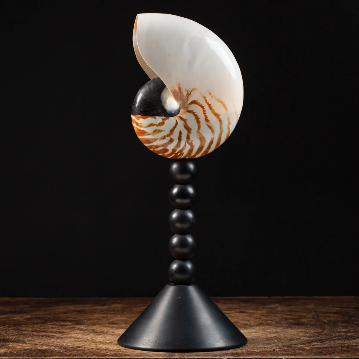 Nautilus Pompilius su Piedistallo