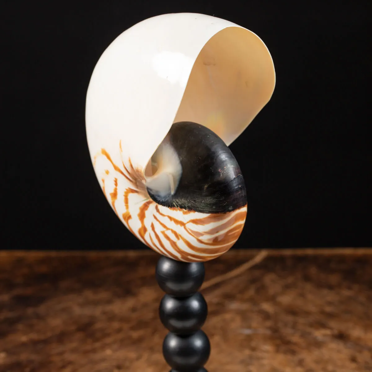 Nautilus Pompilius su Piedistallo