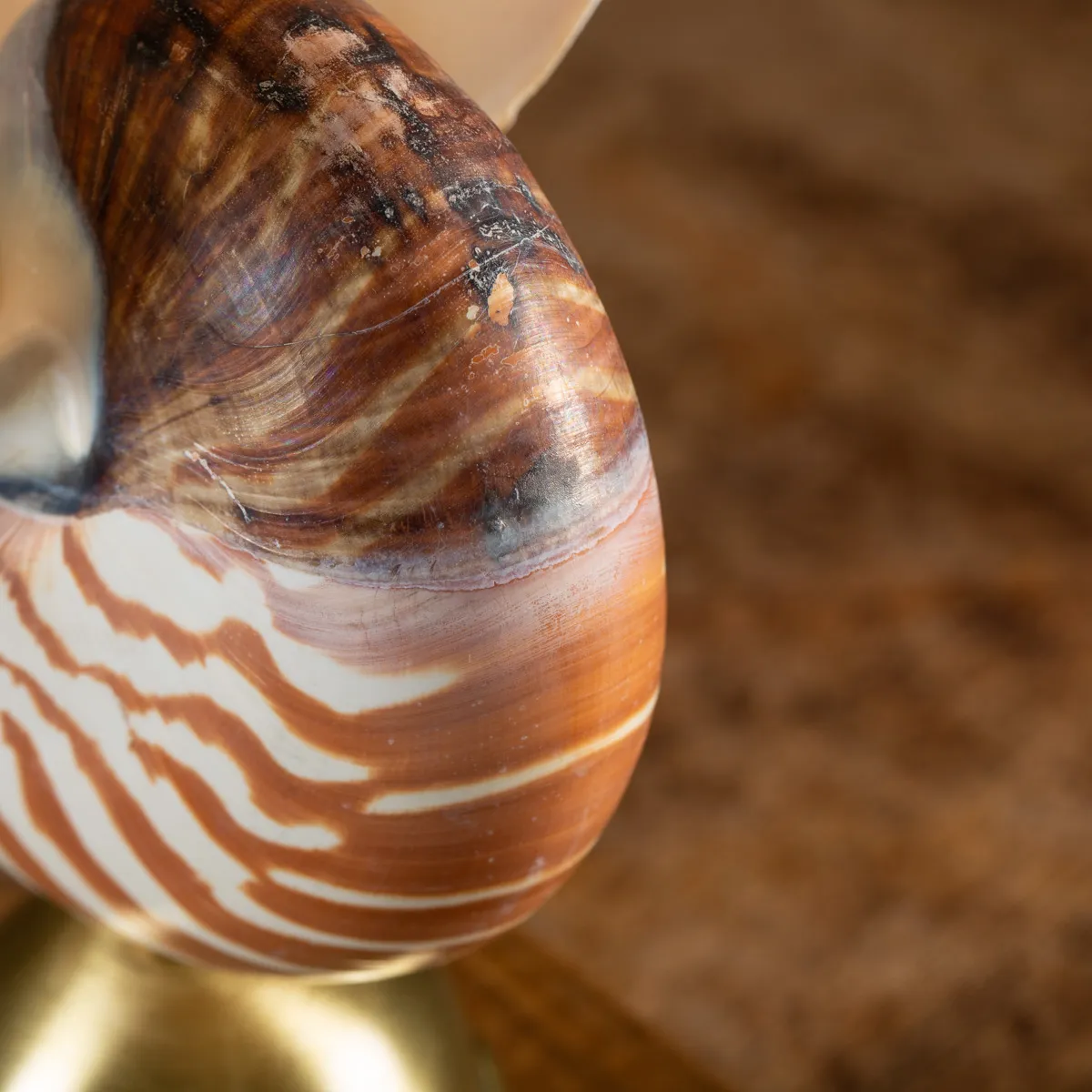 Nautilus Pompilius su Piedistallo