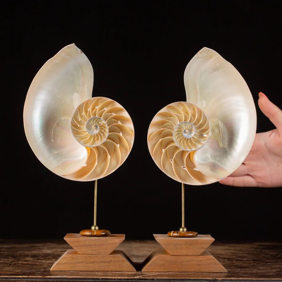 Nautilus Pompilius su Piedistallo