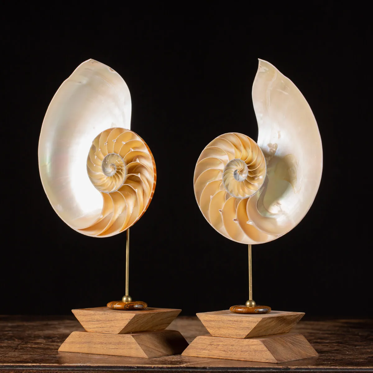 Nautilus Pompilius su Piedistallo