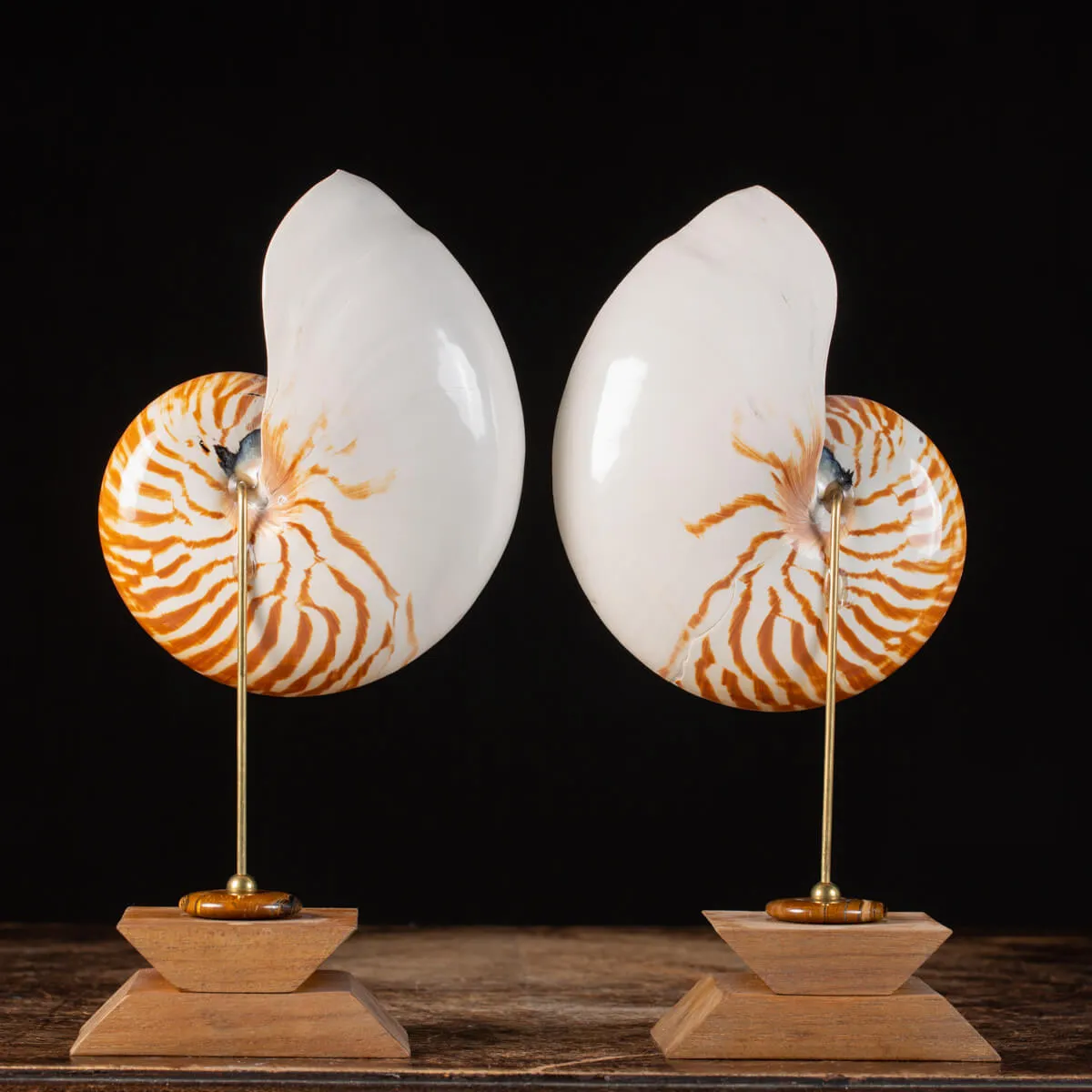 Nautilus Pompilius su Piedistallo