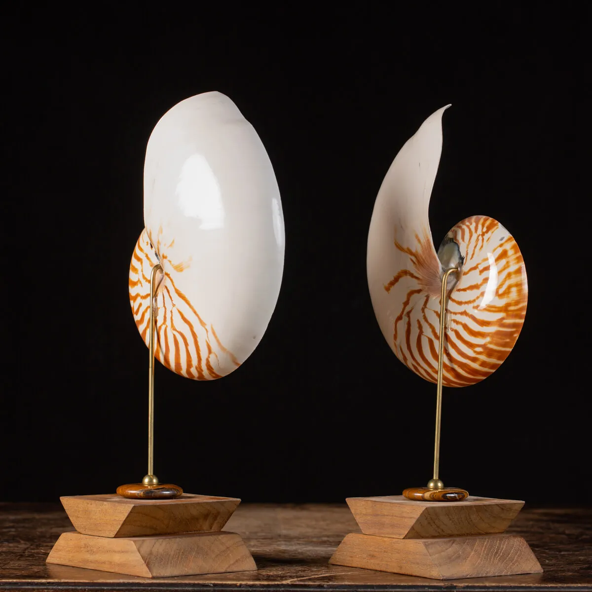 Nautilus Pompilius su Piedistallo