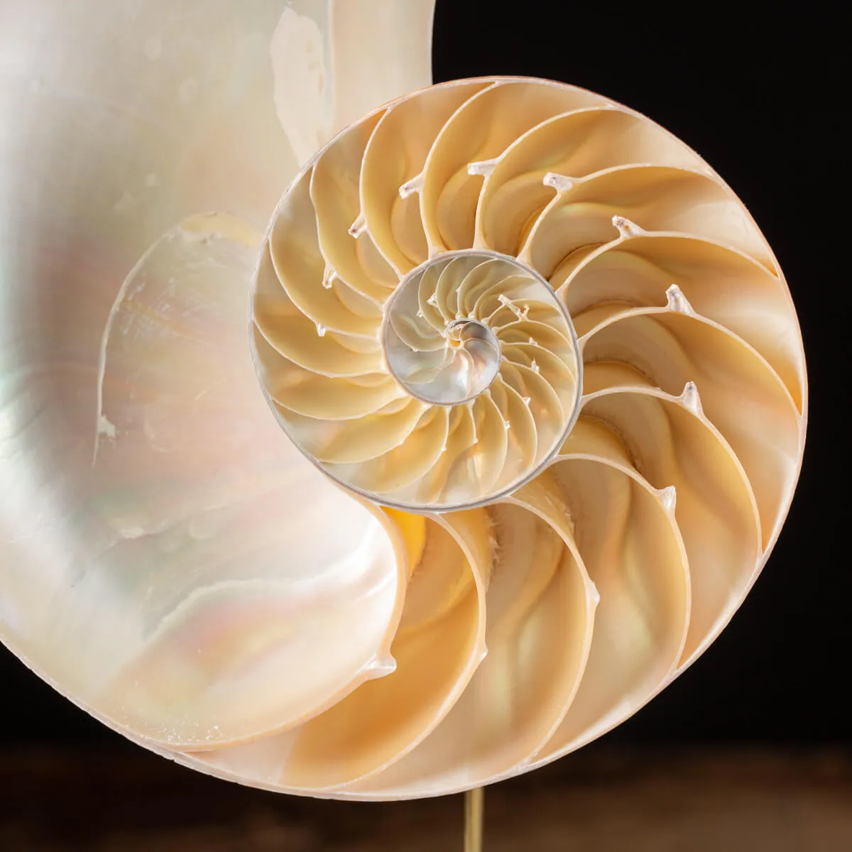 Nautilus Pompilius su Piedistallo