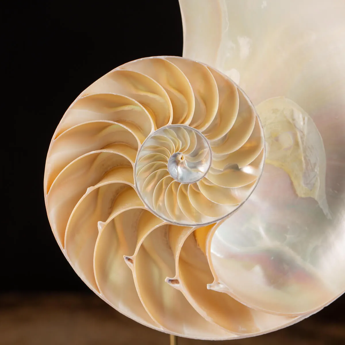 Nautilus Pompilius su Piedistallo