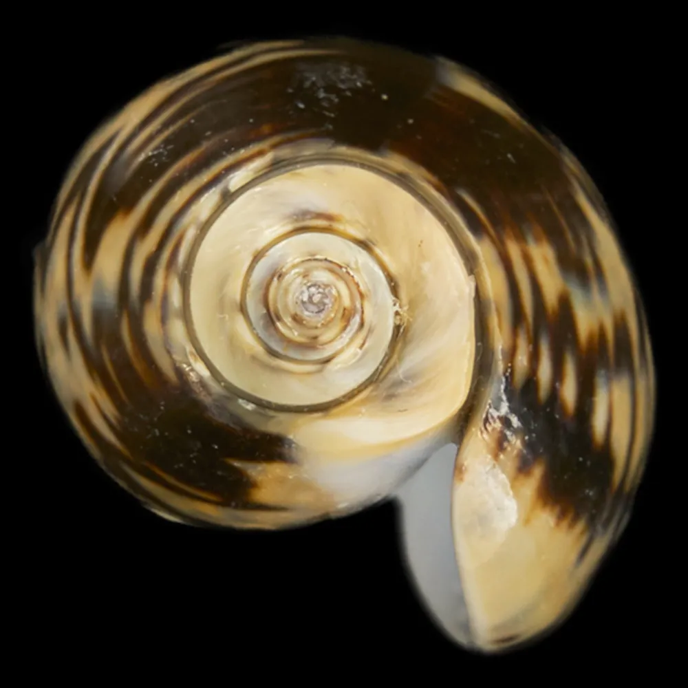 Oliva Bulbosa Lacertina