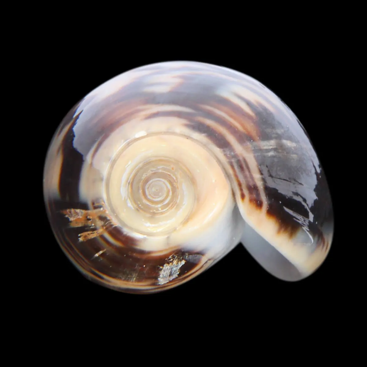 Oliva Bulbosa Lacertina