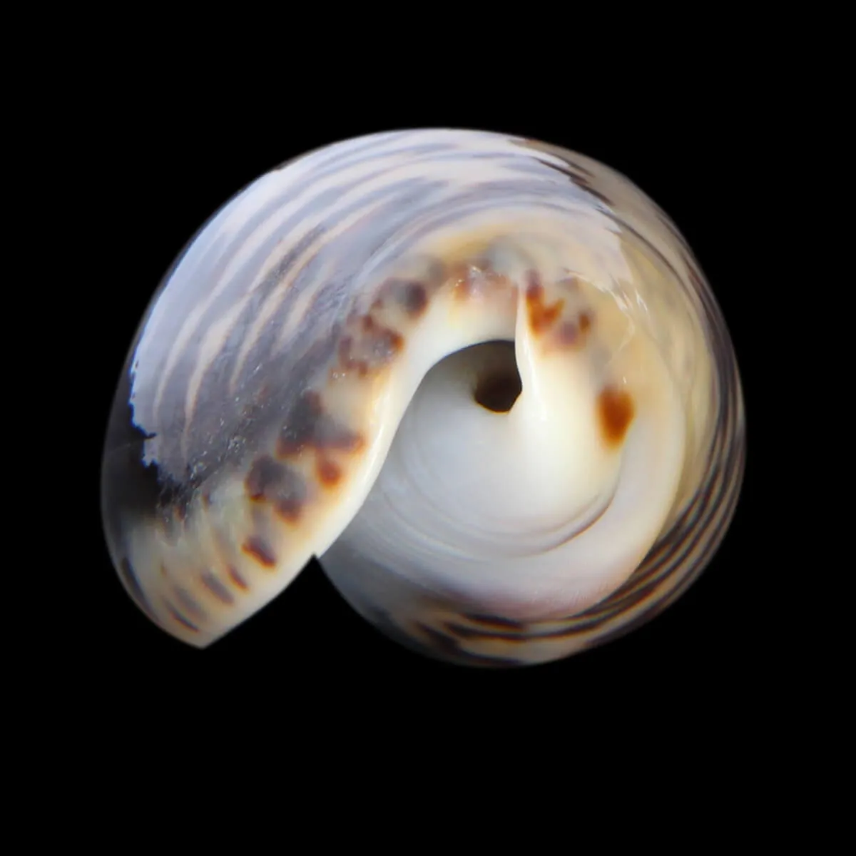 Oliva Bulbosa Lacertina