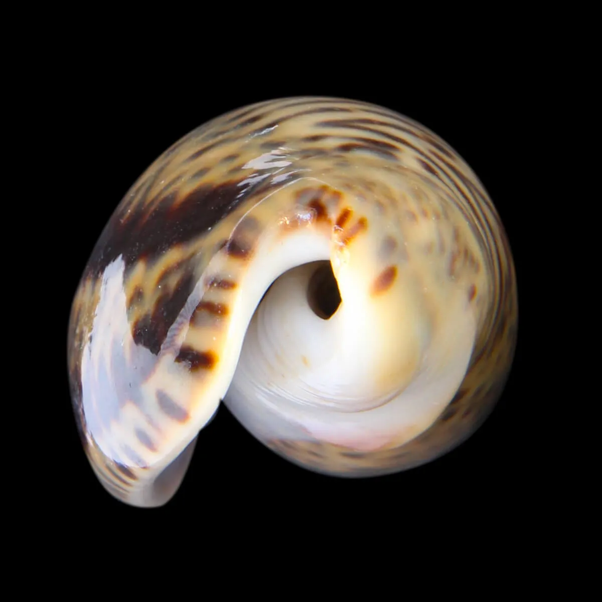Oliva Bulbosa Lacertina