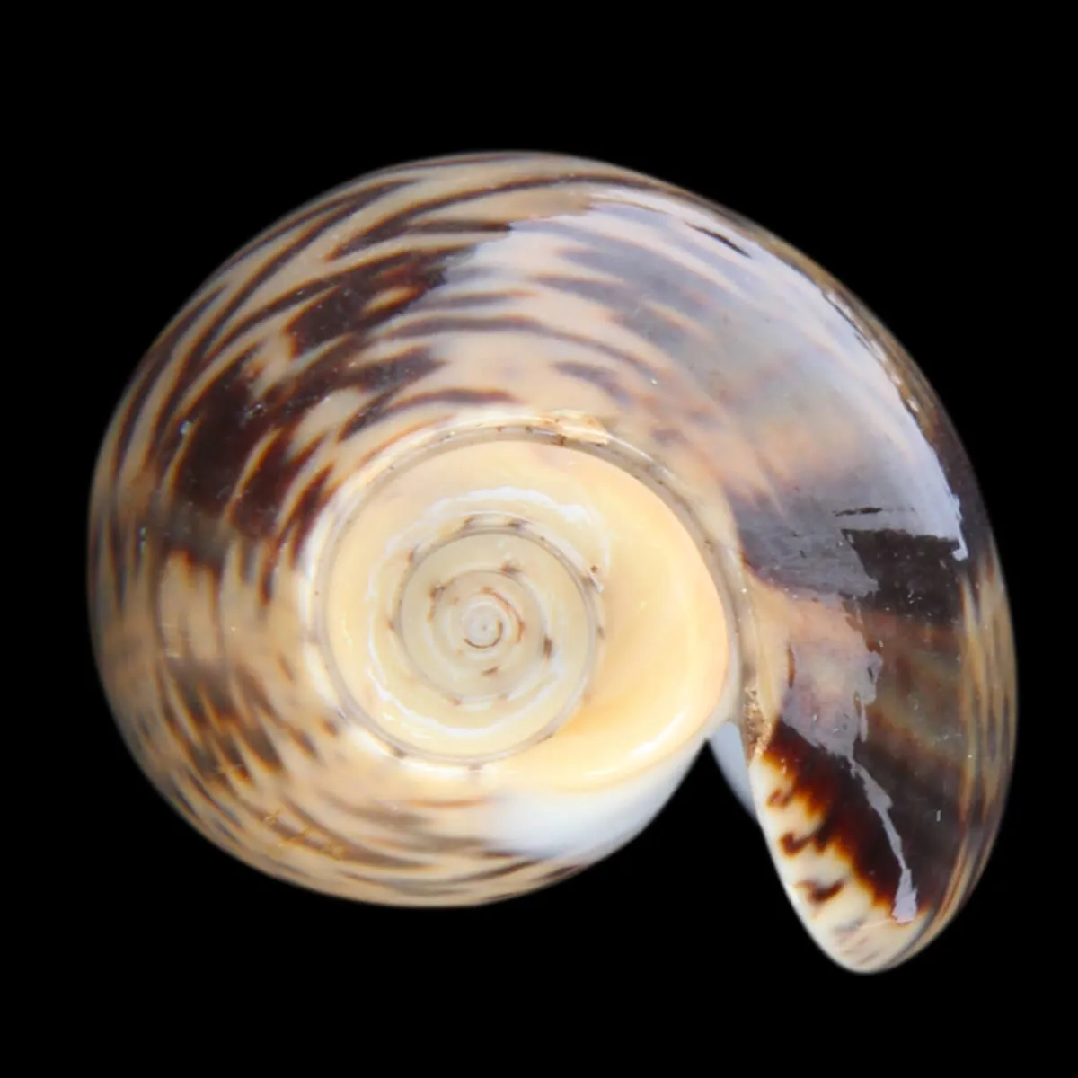 Oliva Bulbosa Lacertina