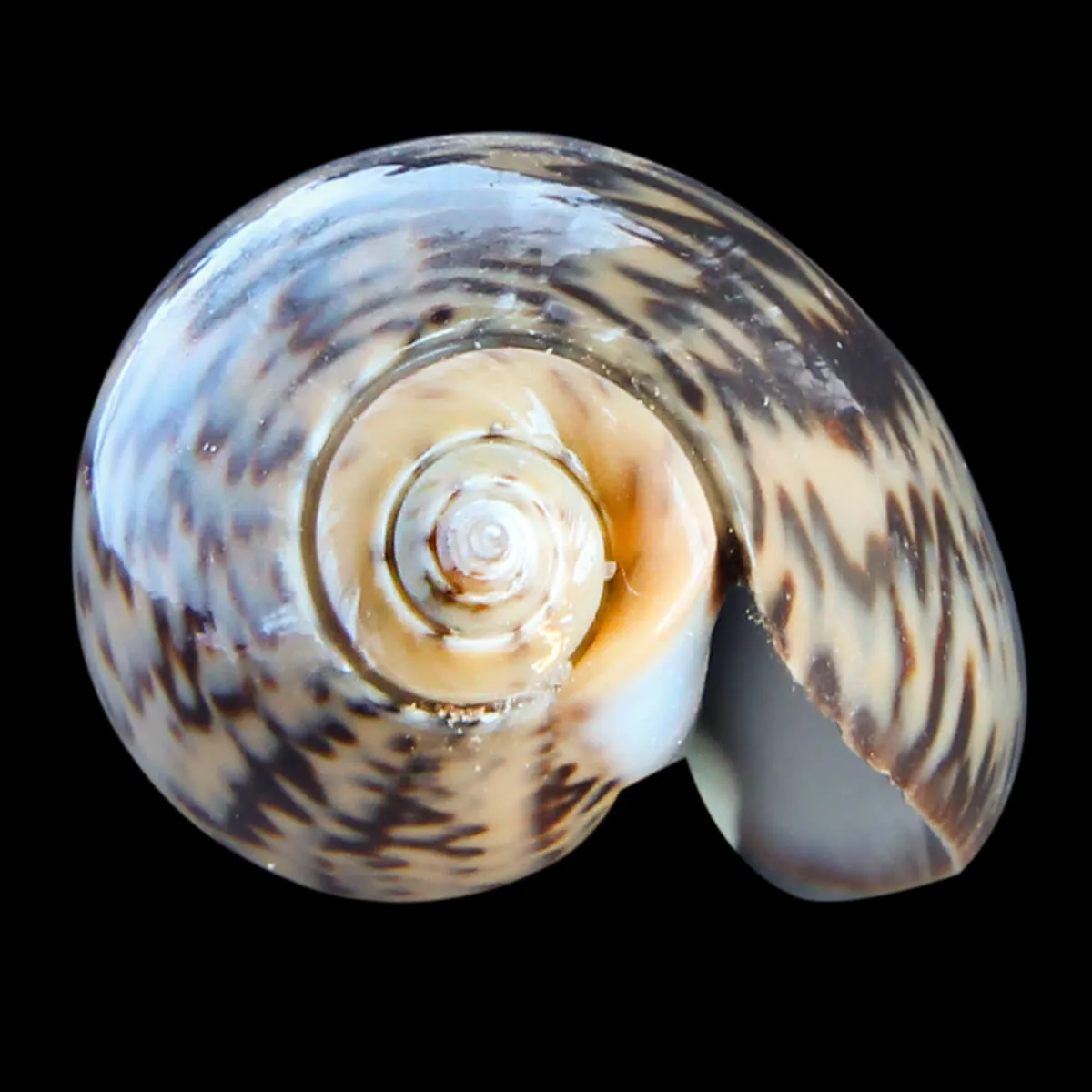 Oliva Bulbosa Lacertina