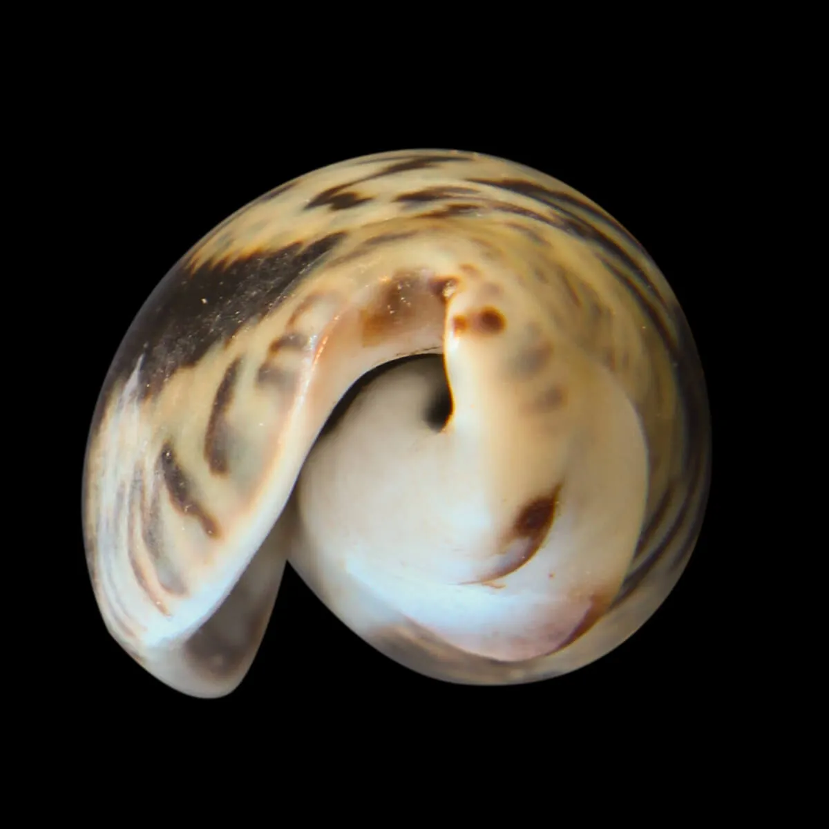 Oliva Bulbosa Lacertina