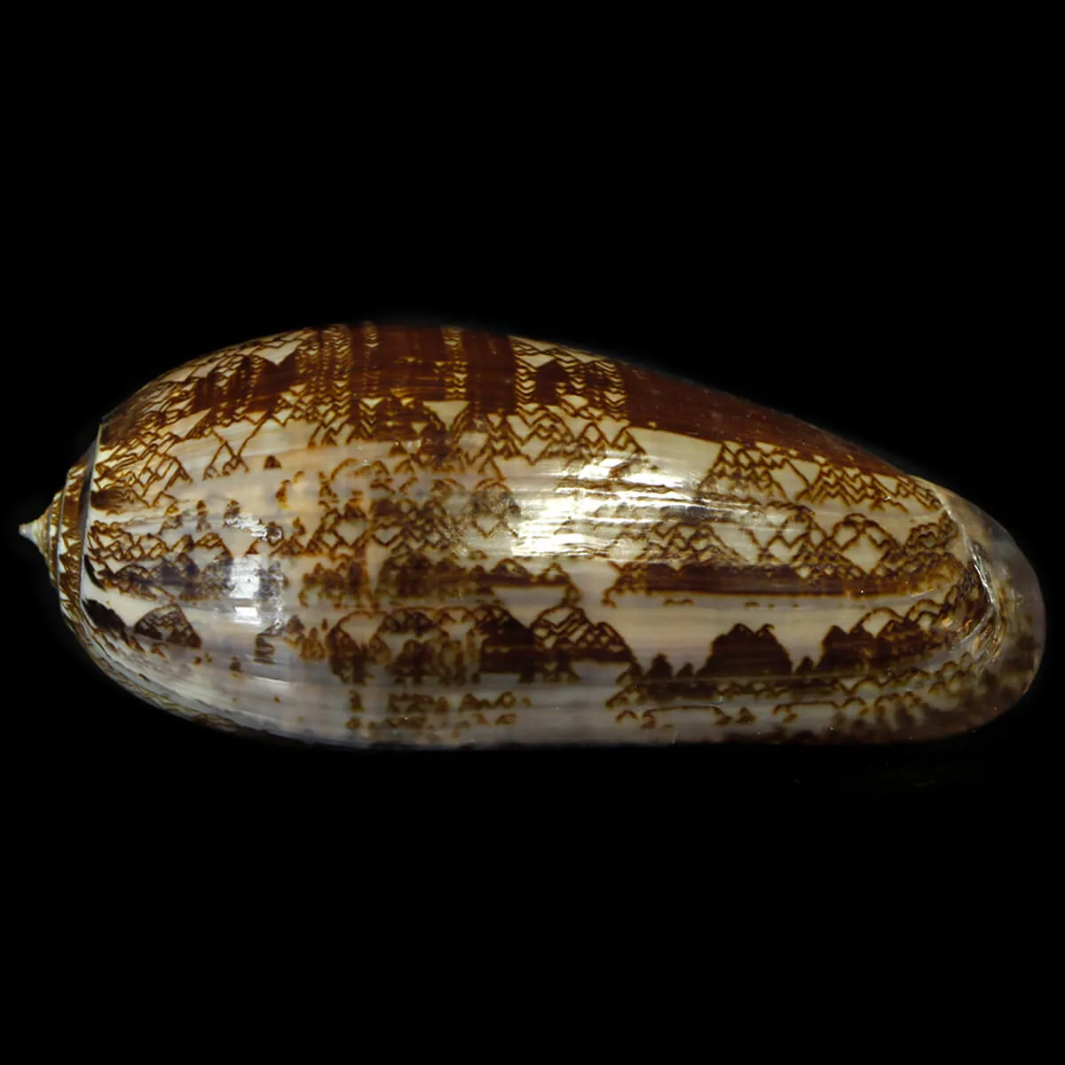 Oliva Porphyria Gigante