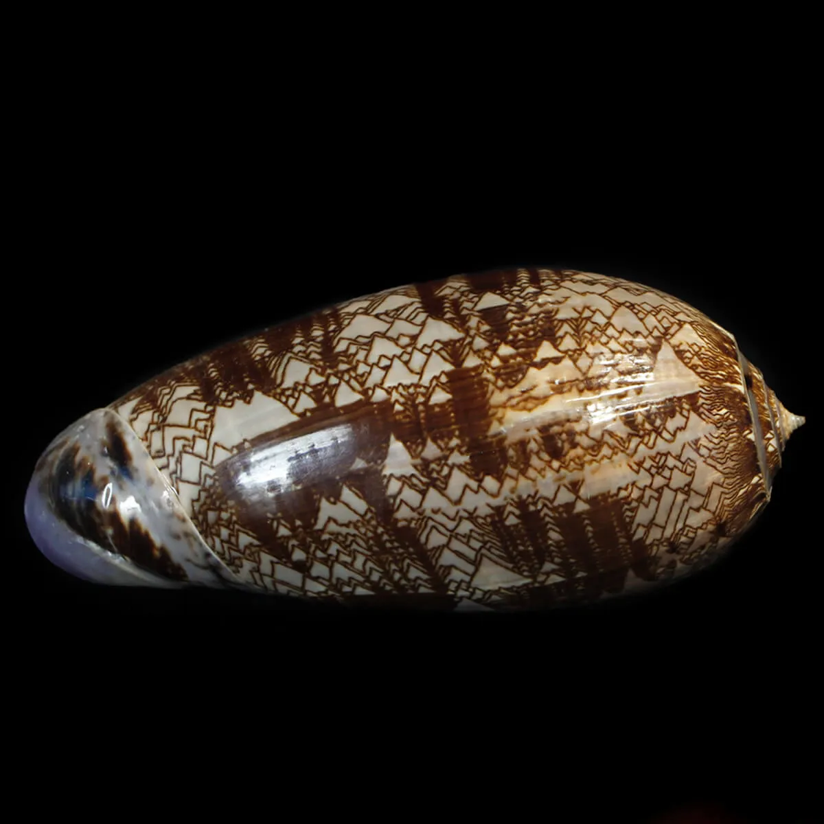 Oliva Porphyria Gigante