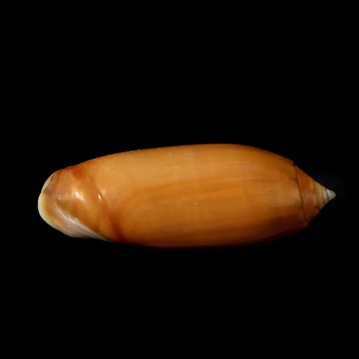 Oliva Irisans f. Cryptospira