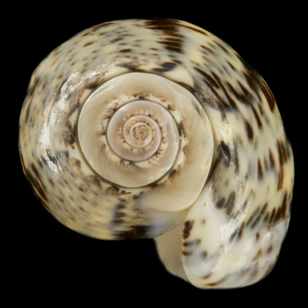 Oliva Incrassata