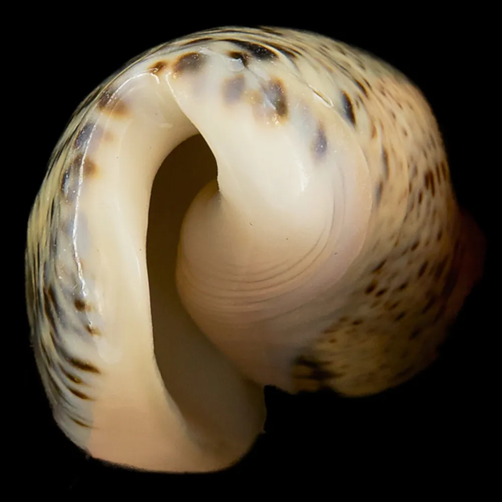 Oliva Incrassata