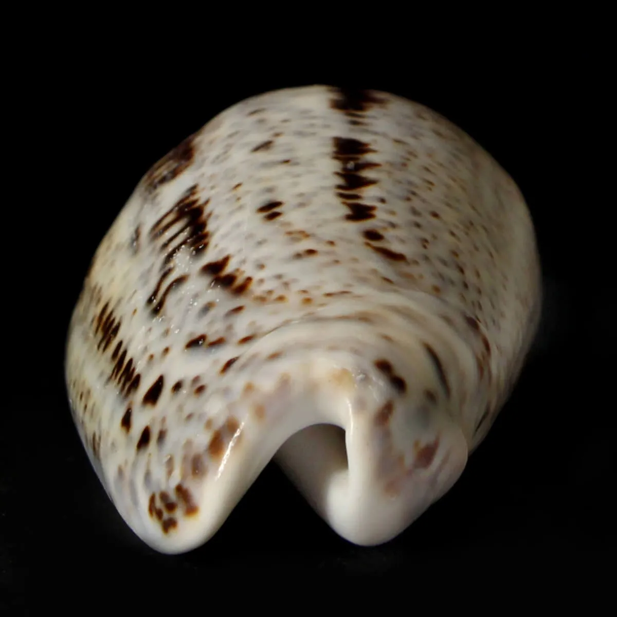 Oliva Incrassata
