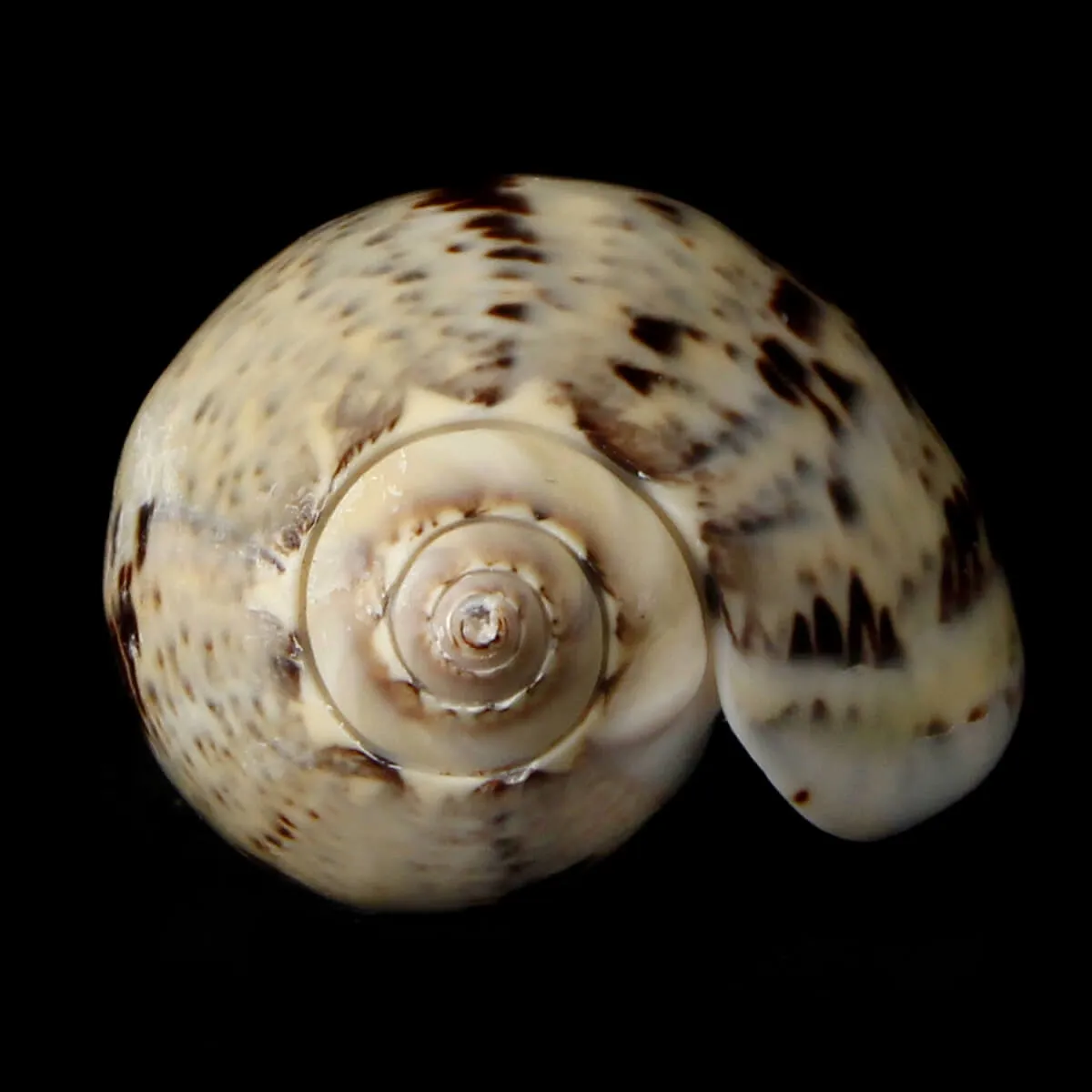 Oliva Incrassata