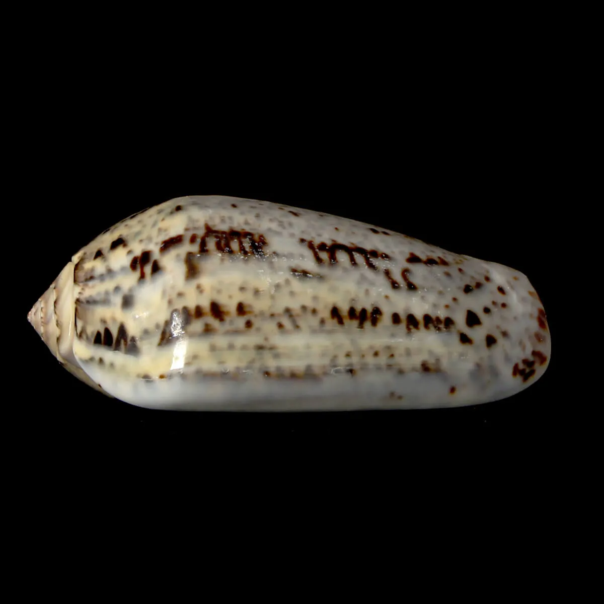 Oliva Incrassata