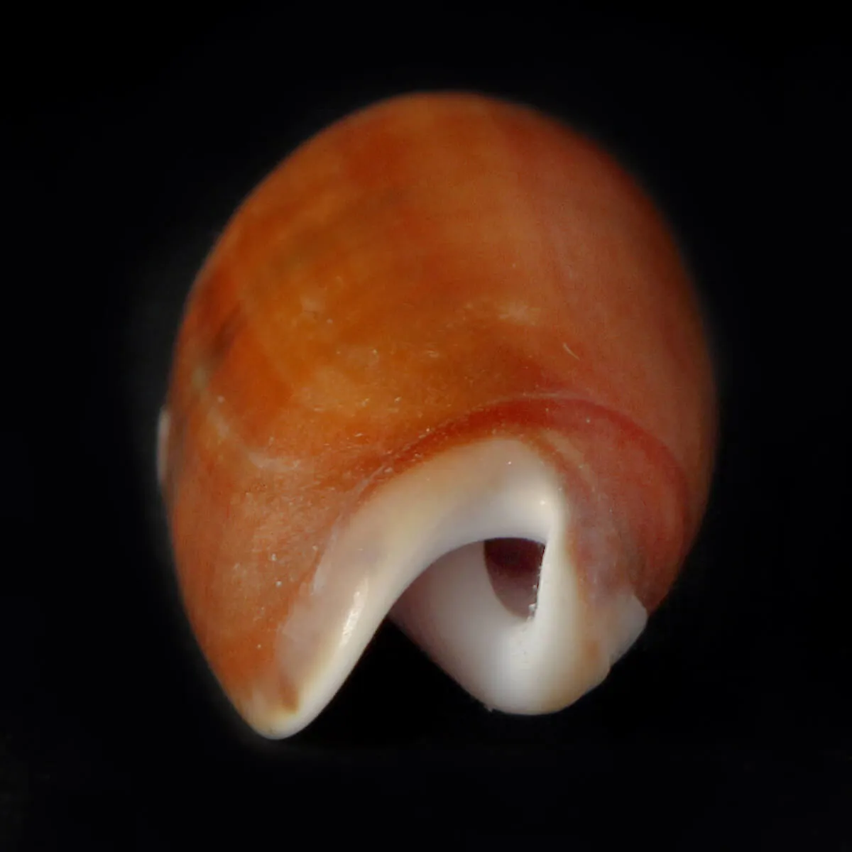 Oliva Lignaria