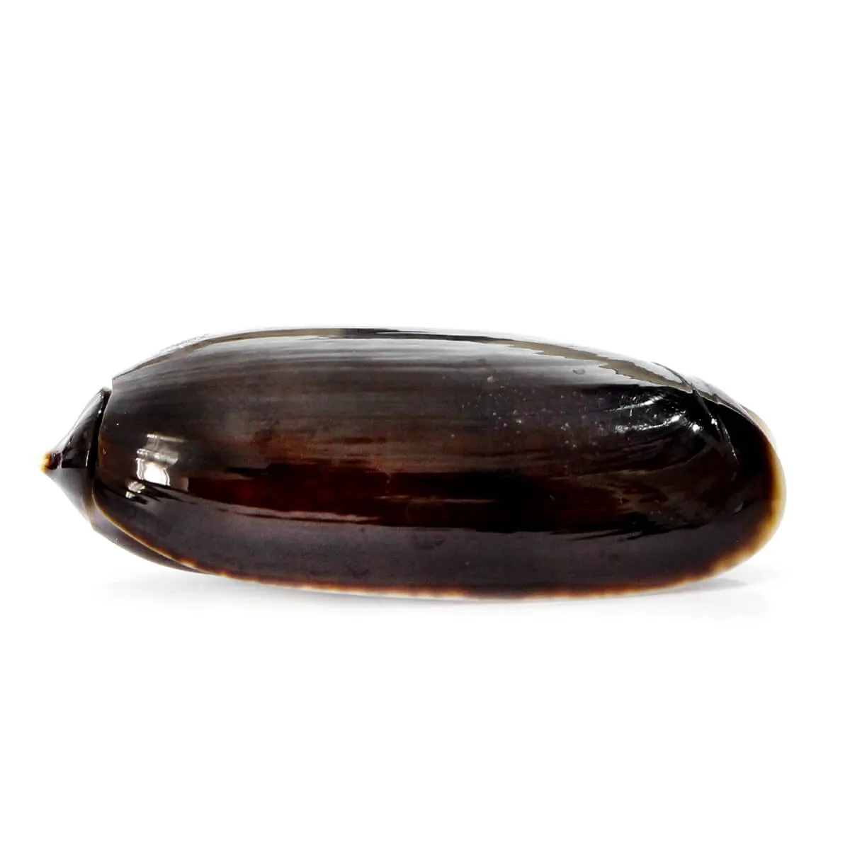 Oliva Lignaria
