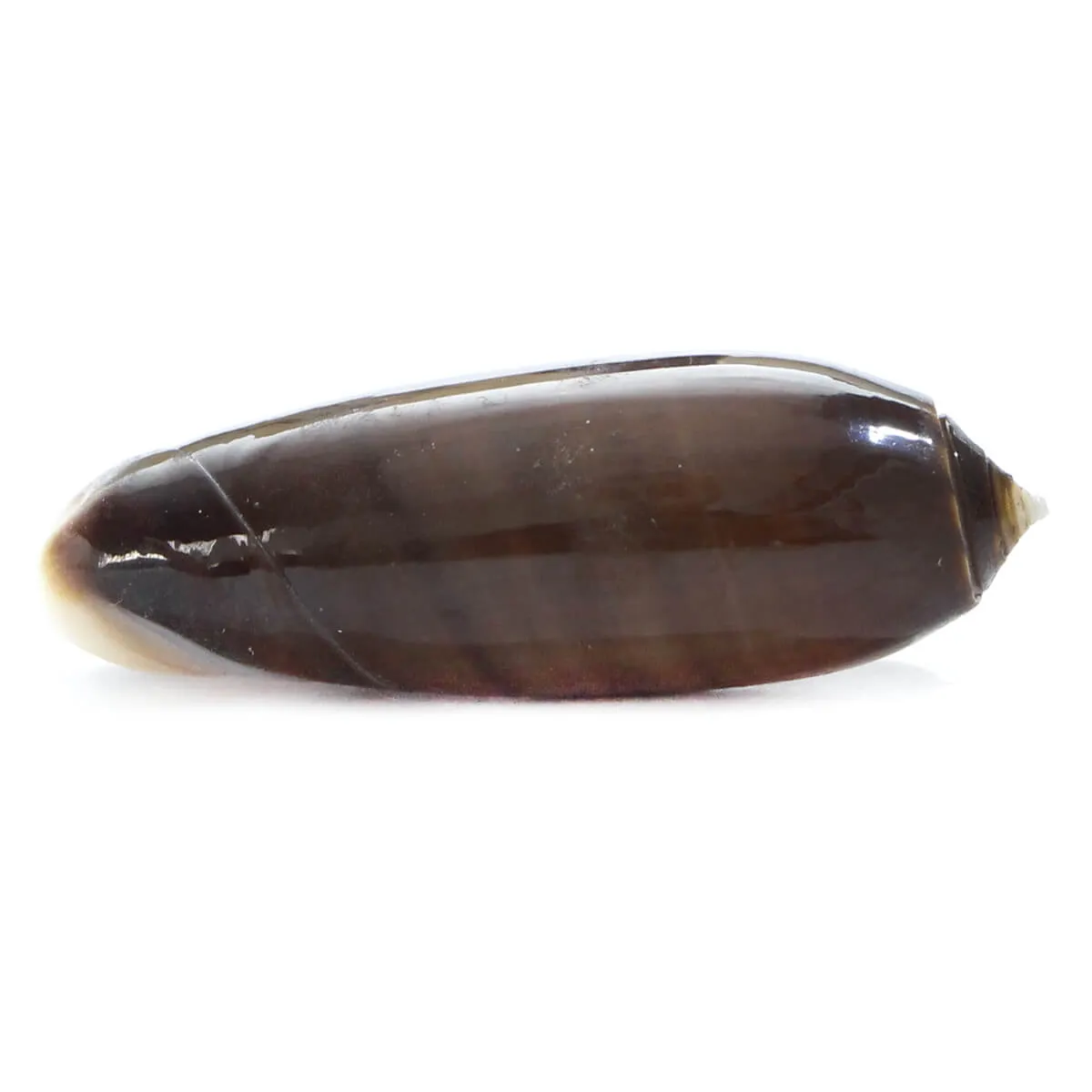 Oliva Lignaria