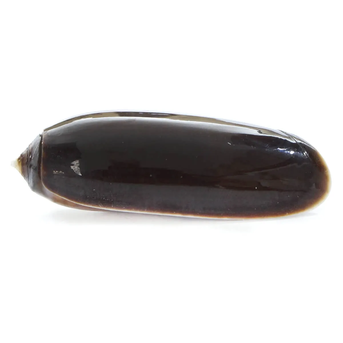 Oliva Lignaria