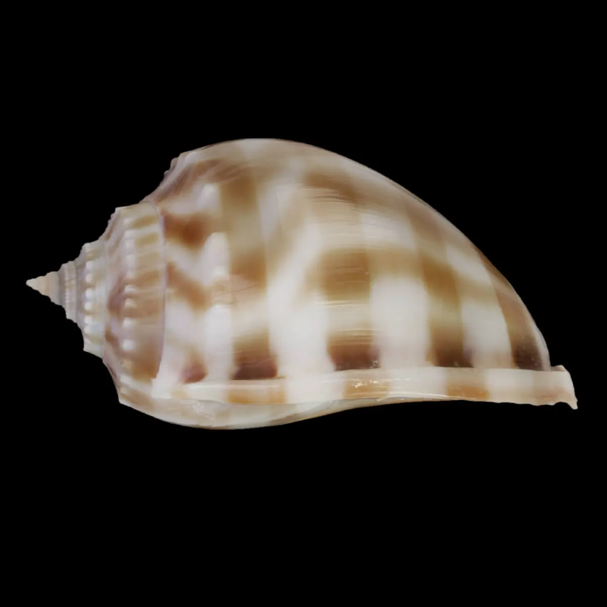 Phalium Bandatum 
